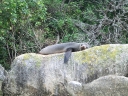 abeltasman (10)